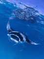   Manta magic Maldives  
